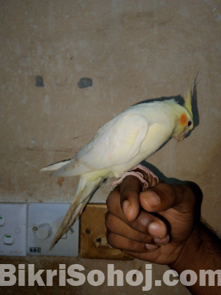 Cockatiel